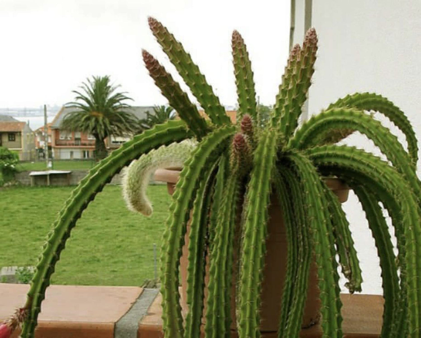 4" Rat Tail Cactus Rare Live Cactus Succulent Fully Rooted-Aporocactus Flagelliformis Live Plant. Easy to Grown Indoor/Outdoor.