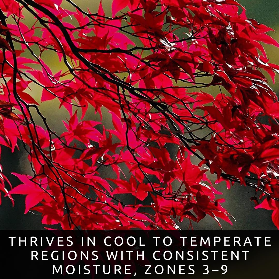 50+ Red Maple Seeds for Planting Outdoors - Heirloom Maple Tree Seeds (Acer rubrum)