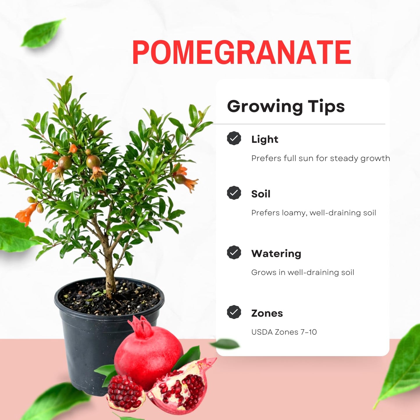 Pomegranate Plant Live, Sweet Pomegranate Plant 8-10 Inches Tall in 4'' Pot, Fruit Tree for Outdoor Growing