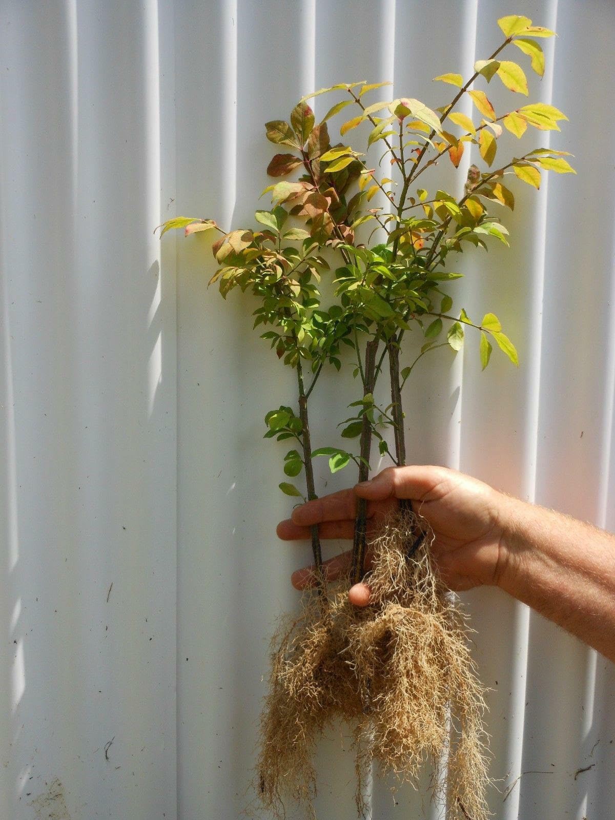 Live Plant - Dwarf Burning Bush/Shrub - Live Plant - Bare Root - 6-12" Tall - Euonymus alatus