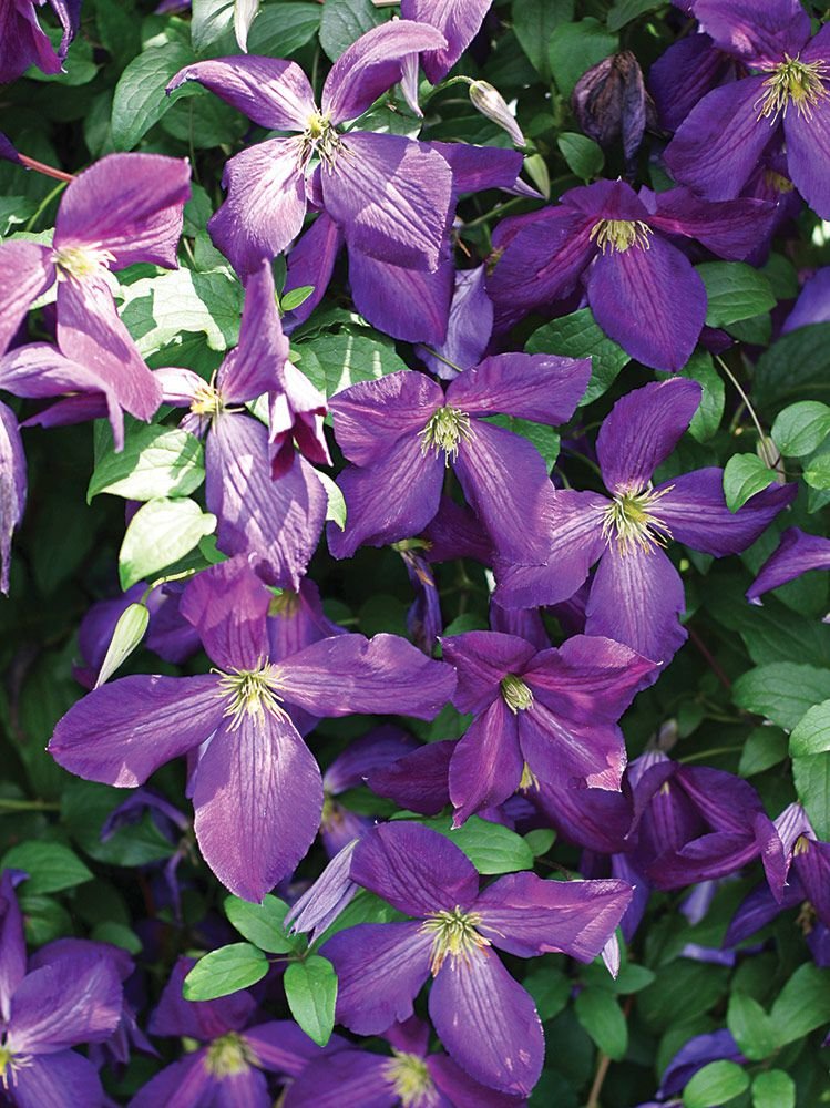 Happy Jack® Purple Clematis - 4" Pot - Proven Winners