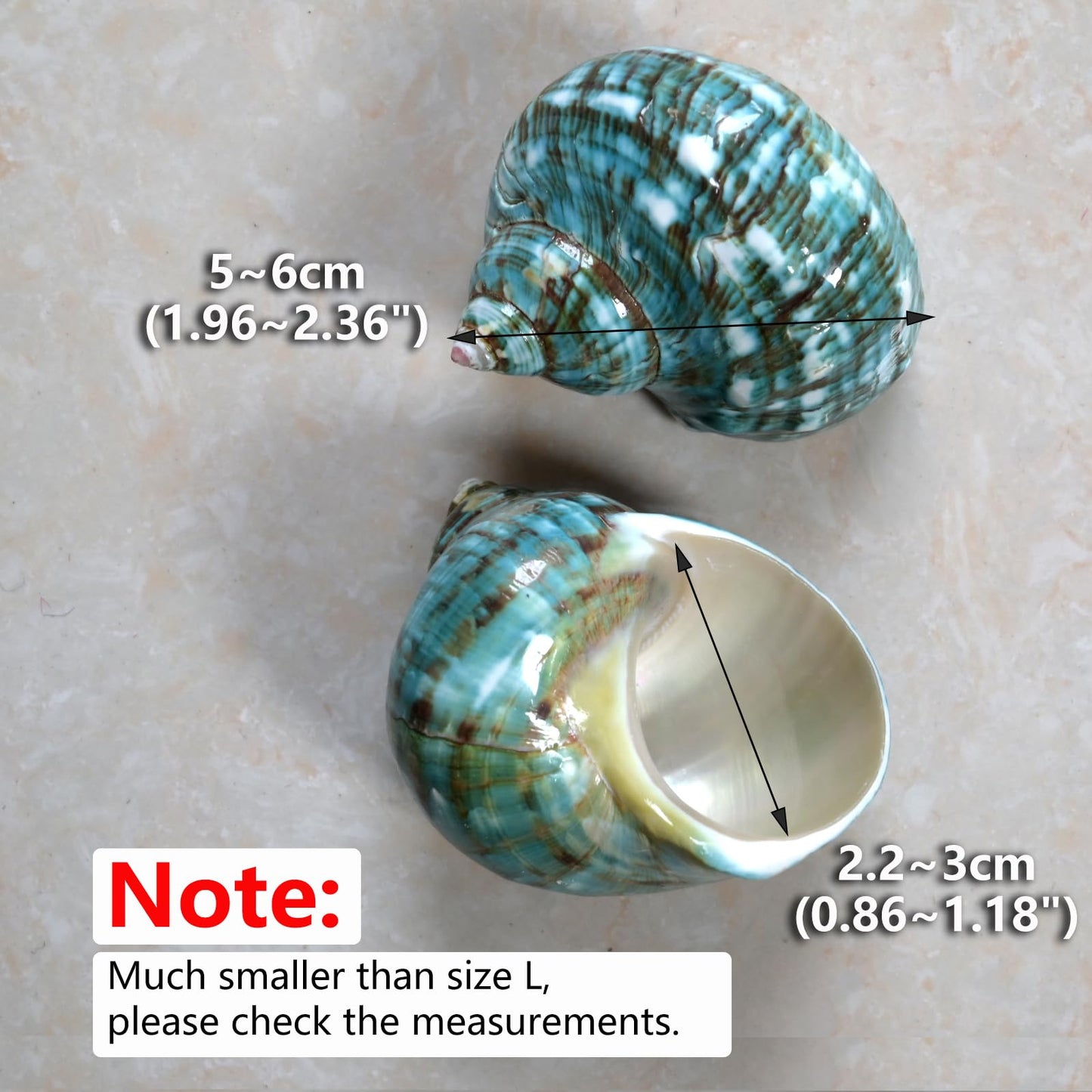 2pcs Medium Hermit Crab Shells, M Size Opening 1", Natural Sea Conch, Turbo Seashells for Hermit Crab Supplies and Beach Aquarium Decoration Sea Shell (2pcs Green, M)