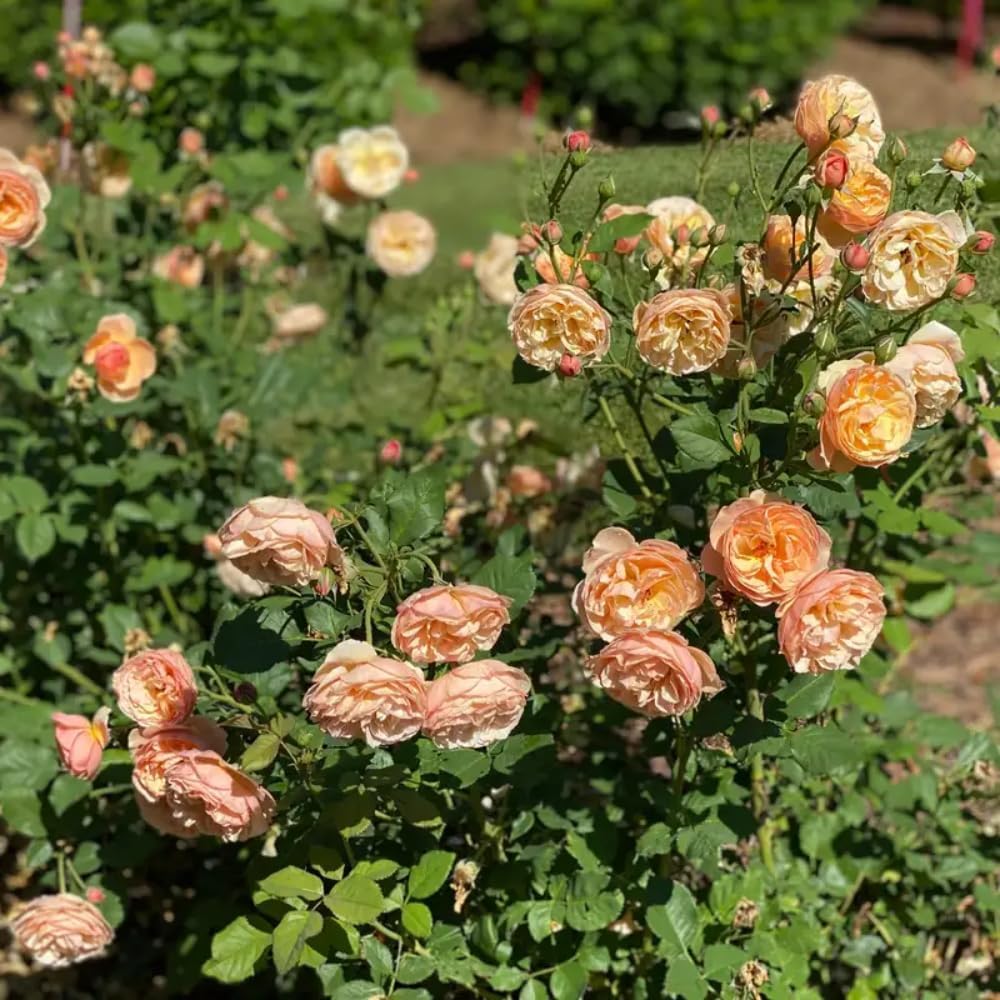 Fragrant Rose Plant Live in Pot, Reblooming Roses Bush for Outdoor Garden (Apricot Rose)