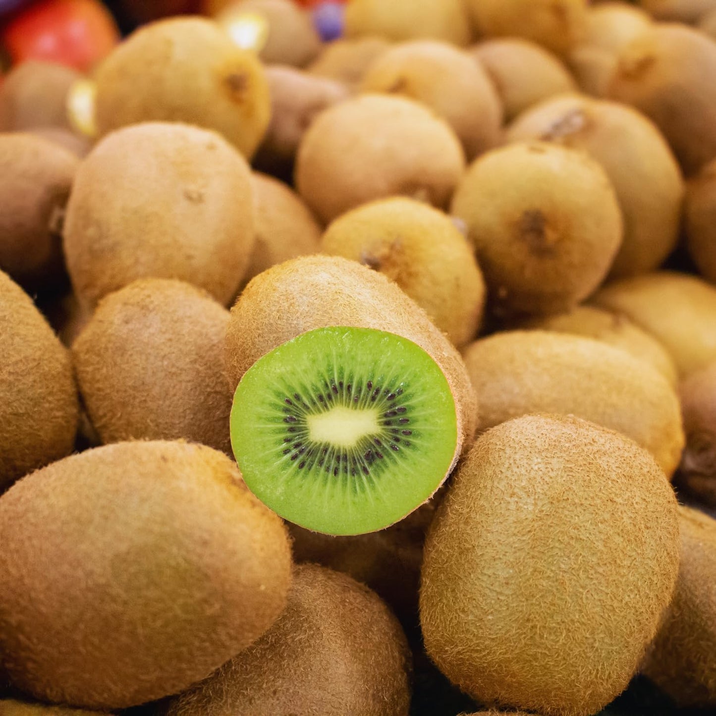 3 Kiwi Tree Live Plants, Cold Hary Kiwi Plants Live from 5 Inc Tall, Easy to Plant Vine Garden