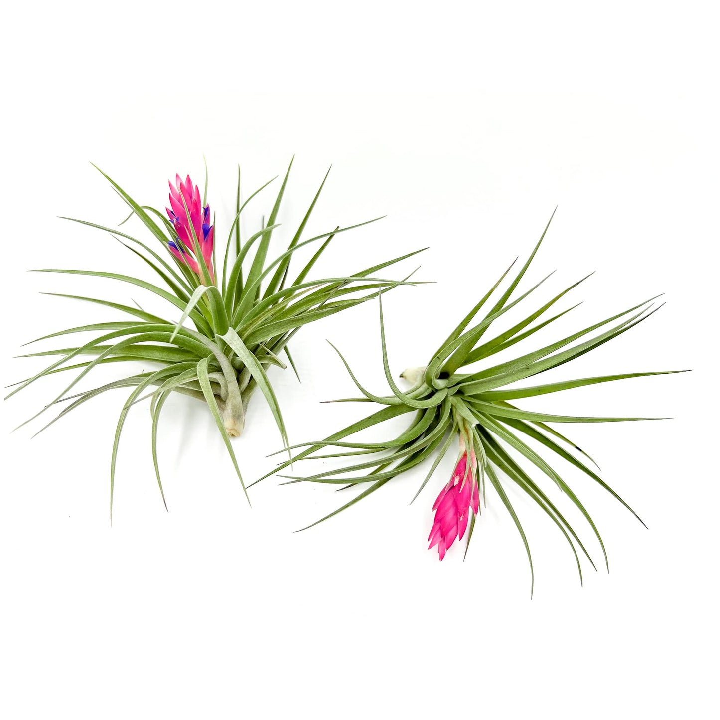 Air Plants - Flowering Tillandsia Stricta Large 5" - 2ct - Live Arrival Guaranteed - House Plants for Home Decor & Gift