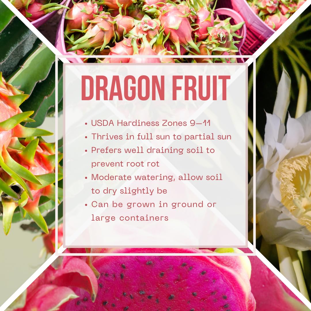 Live Red Dragon Fruit Plant, Sweet Dragon Fruit, 4 Inch Pot for Planting