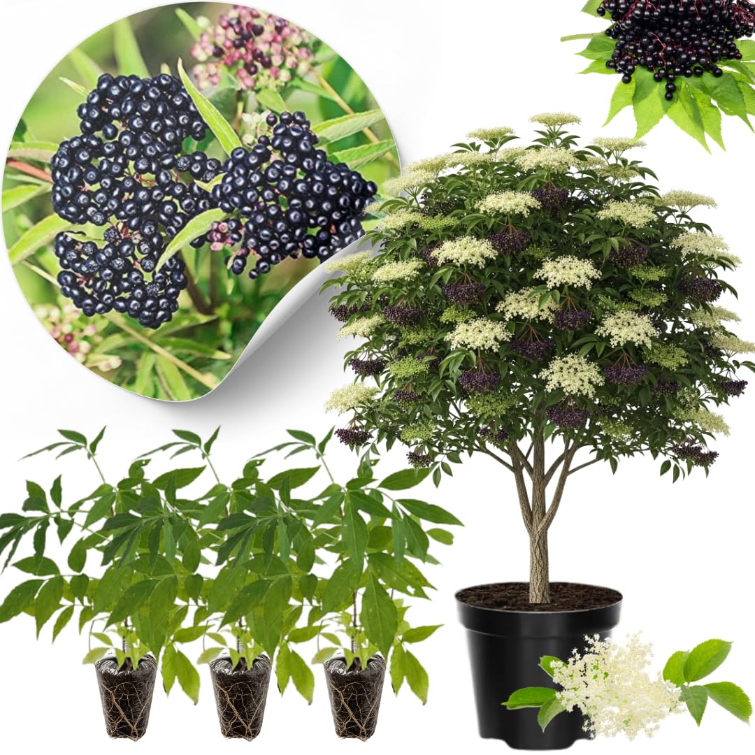 3 Black Elderberry Plants Live for Growing 6 to 12 Inch Tall, American Elderberry Bush Live Plants, Sweet Elderberries Fruit