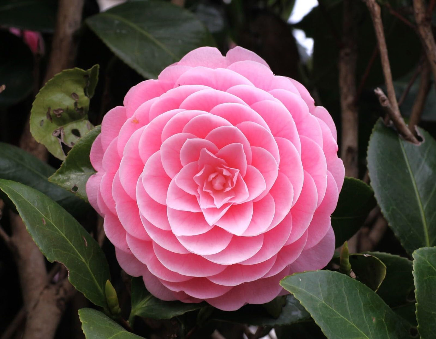 Live Plant - Camellia Japonica-Live Starter Plant