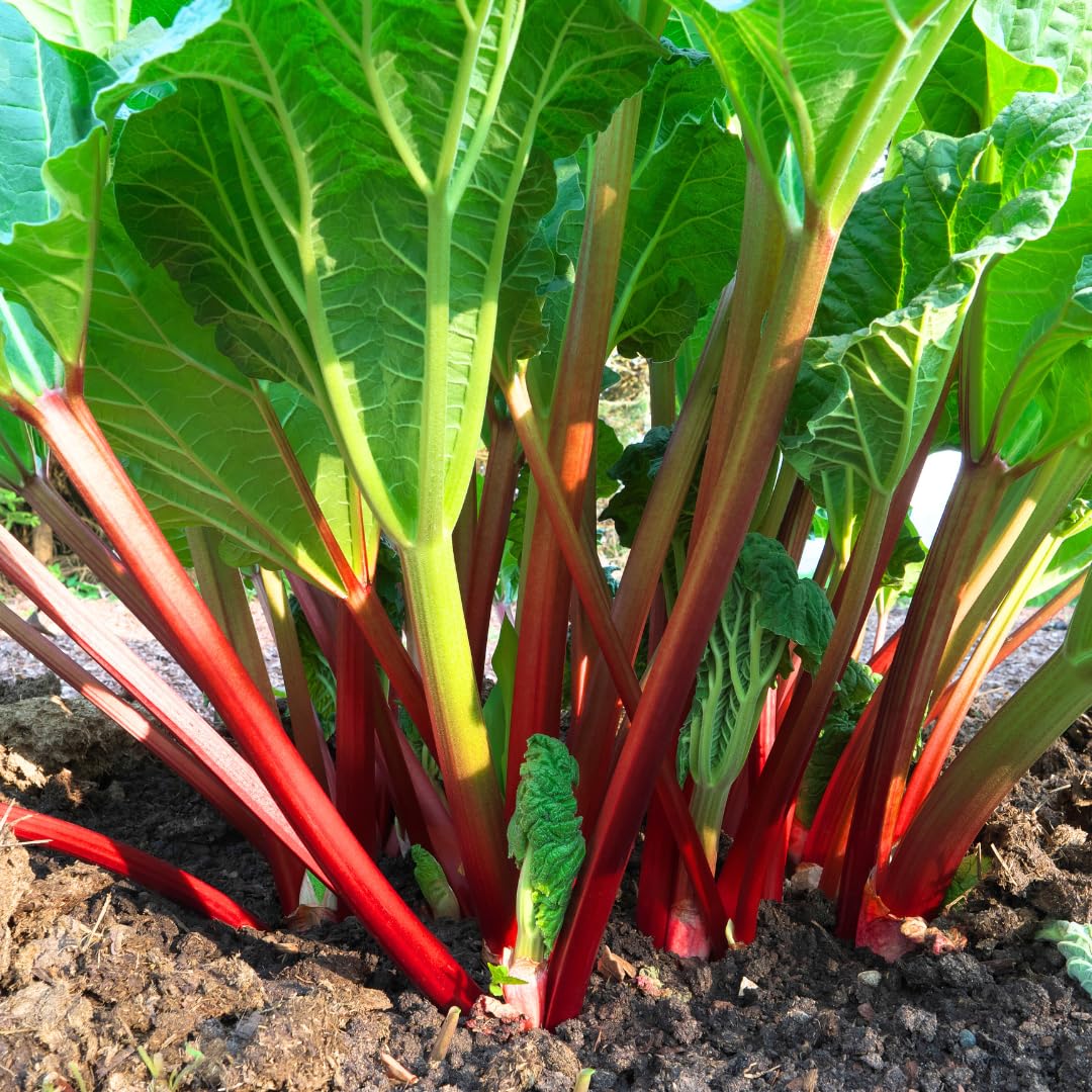 5 XL Size Rhubarb Roots for Planting, High Yield Rhubarb Plants Live, Large Crowns Cold Hardy, Zones 2-8