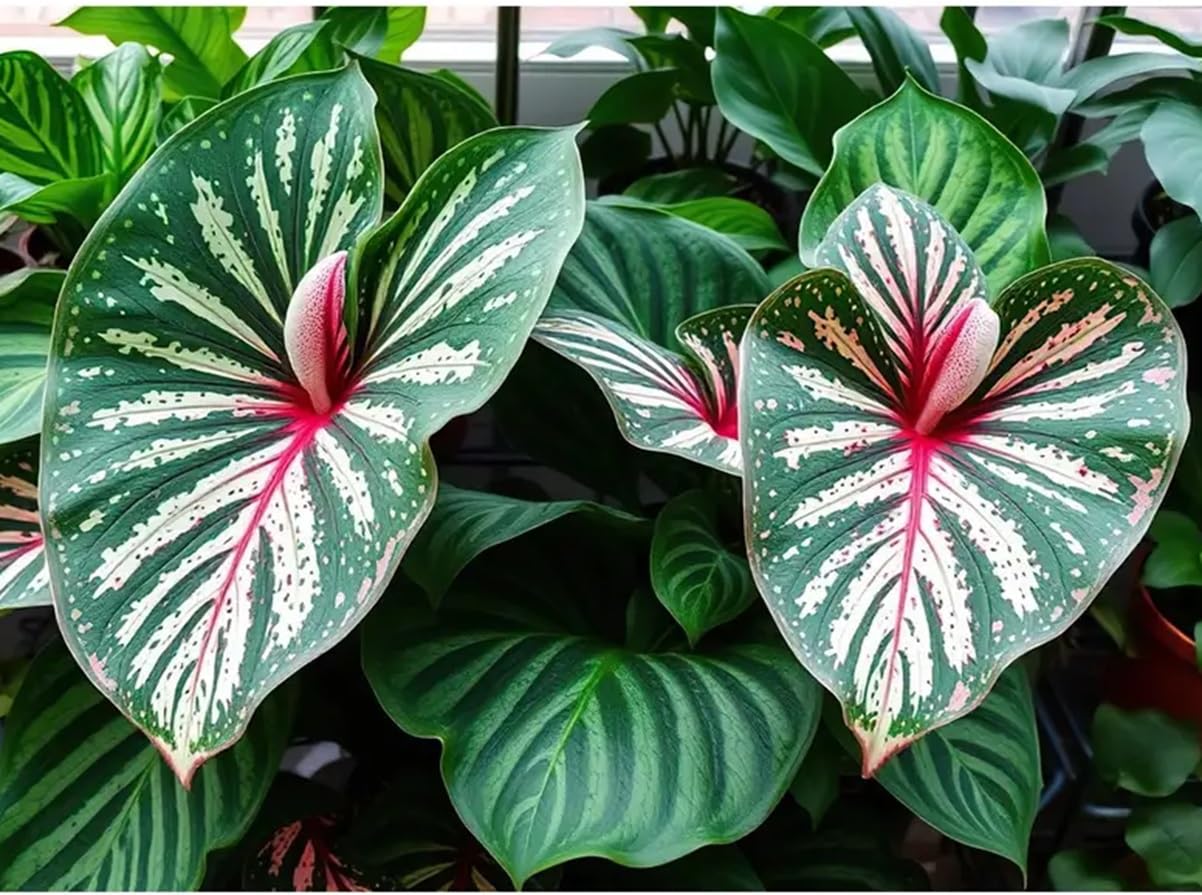 Constellation Caladium Bulbs for Planting - Perennial Hosta, Elephant Ears, Fancy (10 Bulbs)