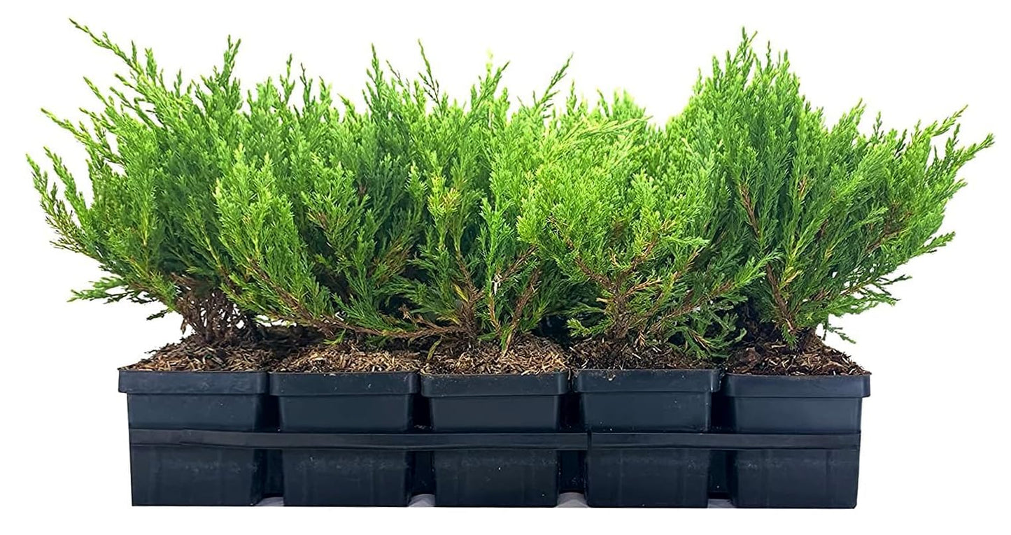 Juniper Andorra Compacta | 3 Live 4 Inch Pots | Juniperus horizontalis ‘Andorra Compacta’ | Low-Growing Evergreen Ground Cover | Drought-Tolerant Landscaping Plants