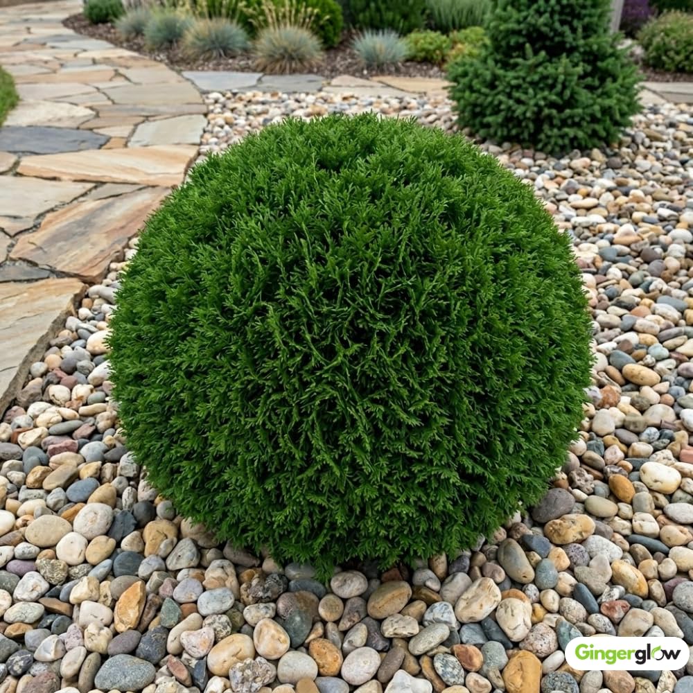 Mr Bowling Ball Live Shrub in Gallon Pot, 12-18 Inch Tall, Dwarf Arborvitae Shrub, Low Maintenance, Easy Care Evergreen Trees Live Plants for Garden Beds & Landscape