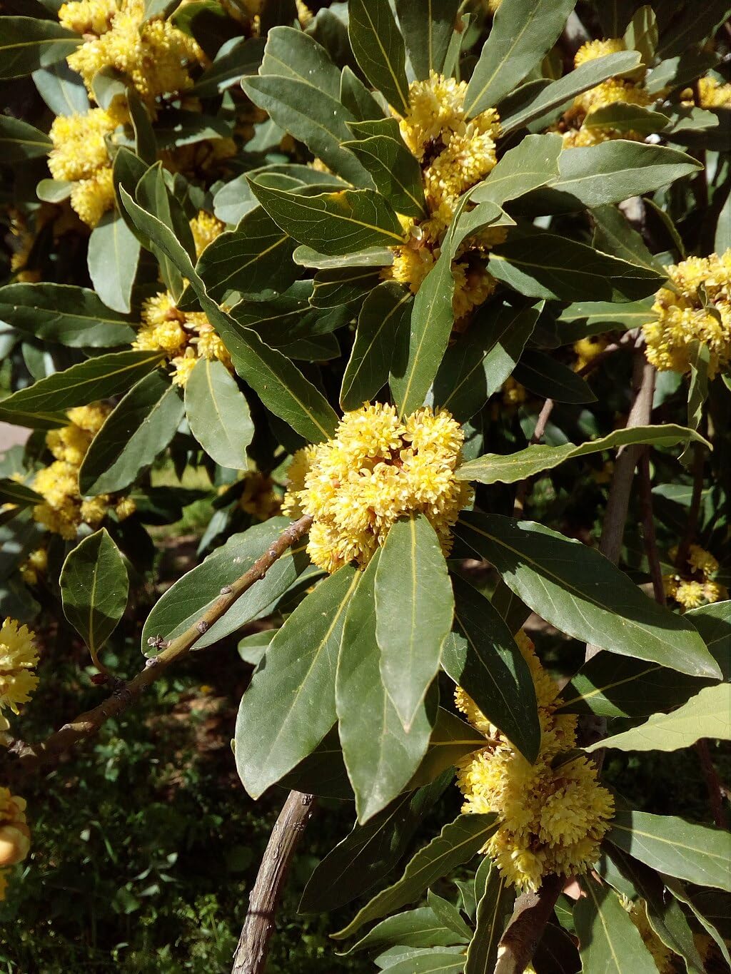 Bay Laurel Tree - Laurus Nobilis - Bay Leaf Live Plant (5–9 Inches Tall) - True Laurel, Aromatic Evergreen – Container-Friendly Patio Tree or Indoor Herb