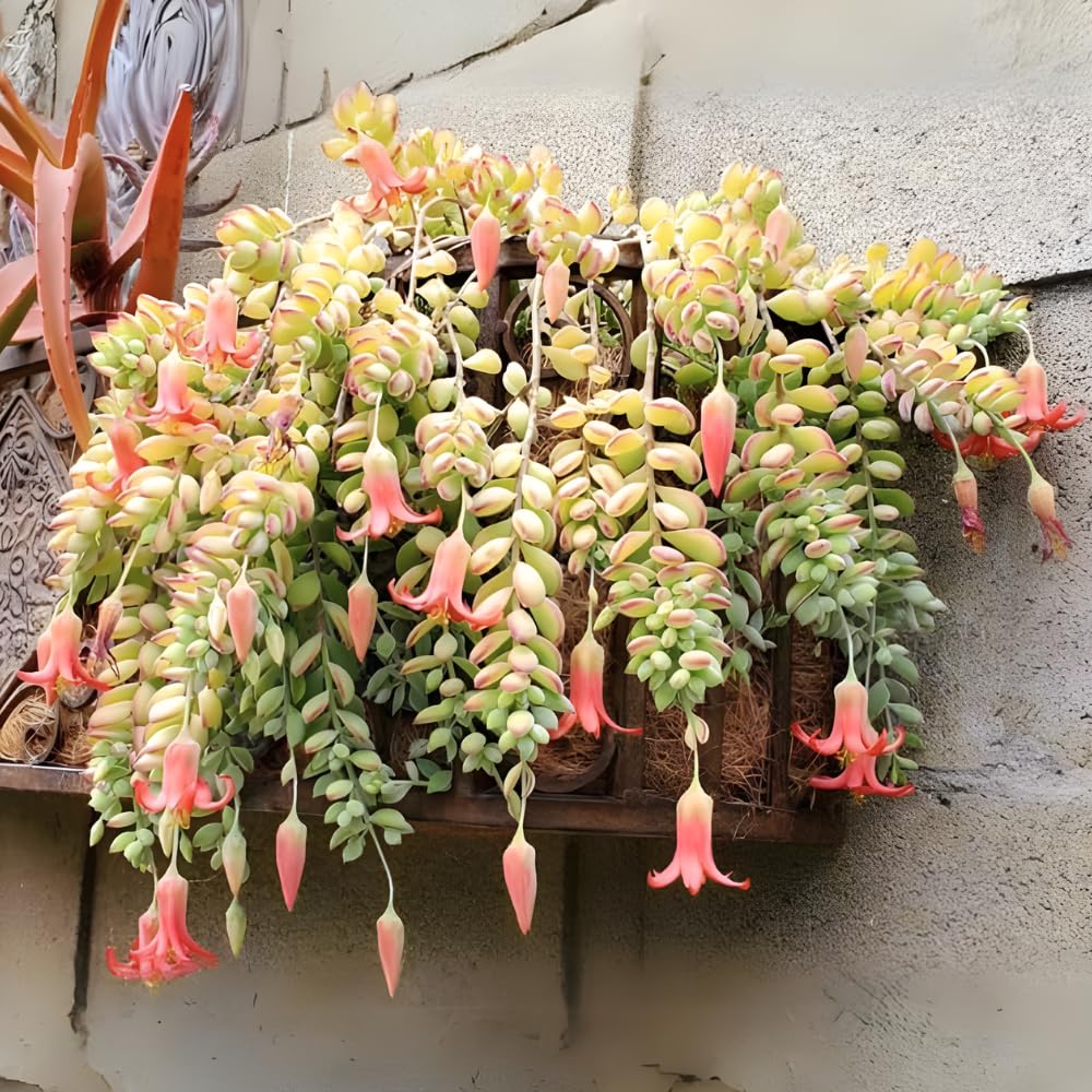 Cotyledon Pendens Succulent Plant Live – 4 Inch Pot | Rare Trailing Houseplant | Easy-Care Indoor Succulent