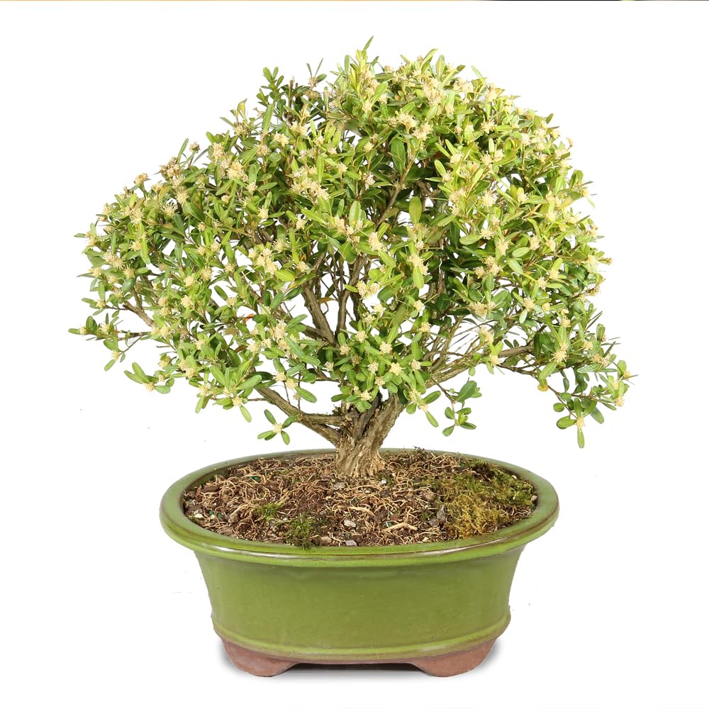 Brussel's Bonsai Live Harland Boxwood Bonsai Tree - Medium, 5 Years, 8 to 12 Inches Tall - Outdoor Bonsai Tree with Ceramic Bonsai Pot