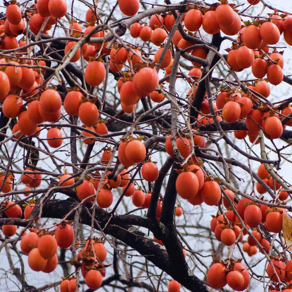 Persimmon Tree Live Plant, 2 to 3 Feet Tall, 3 Gallon Pot, Orange Persimmon Fruit Plant Live Gardening, No Ship to CA