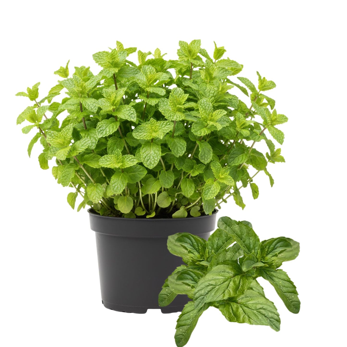 6 Mojito Mint Live Herb Plants, 3–6 Inches Tall, Fragrant Mint Plants for Indoor Outdoor Garden, Patio, and Culinary Growing