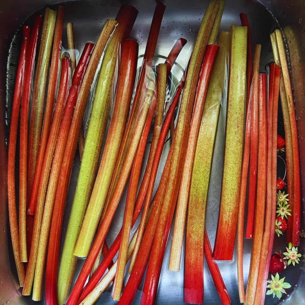 5 Red Rhubarb Roots Crown, Large Rhubarb Rhizomes, Hardy Perennial Vegetable Gardening