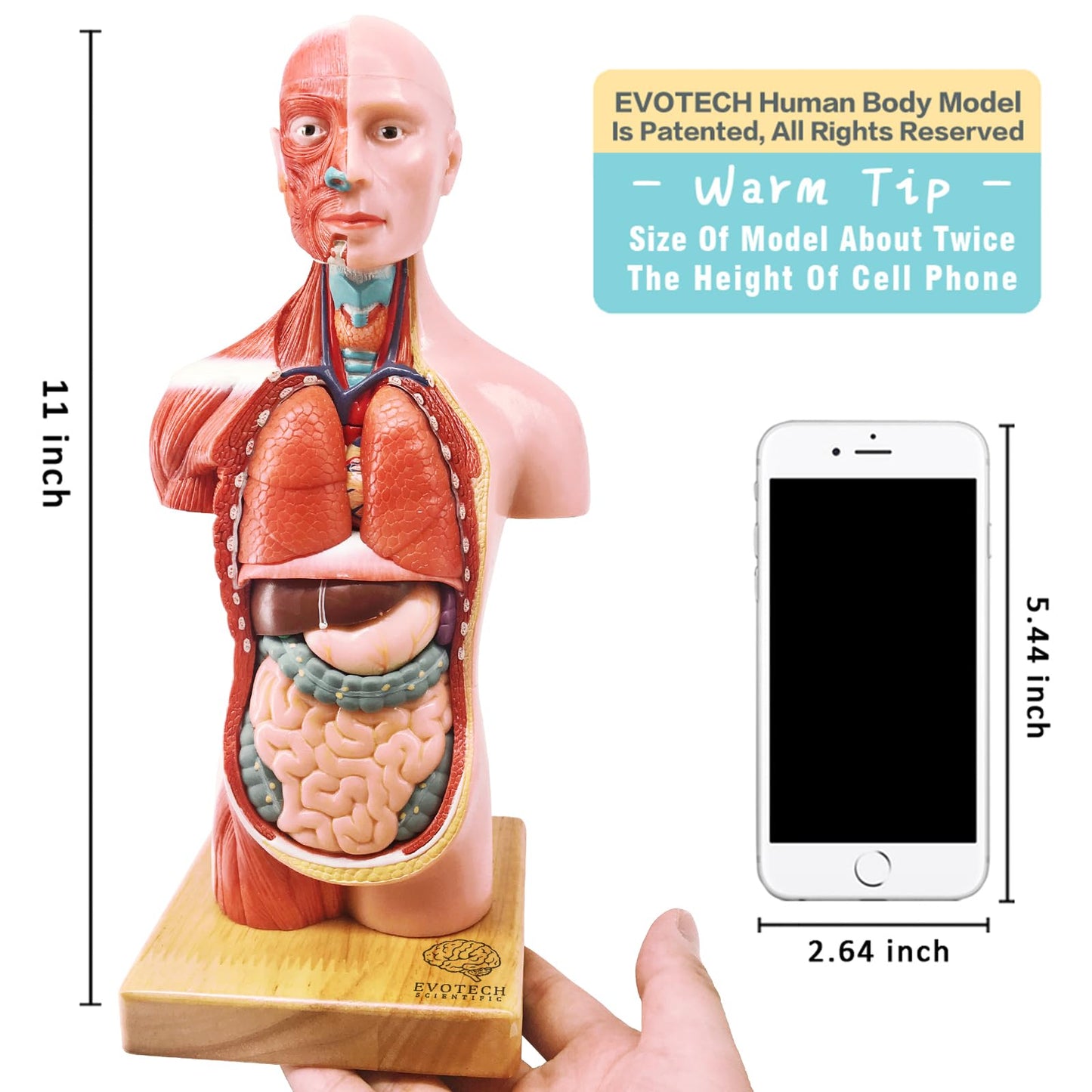 EVOTECH SCIENTIFIC 2026 New Human Body Model for Anatomy, 15 Pcs Removable 11 inch Human Torso Anatomical Model with Heart Head Skull Brain Skeleton, School Medical Education Display