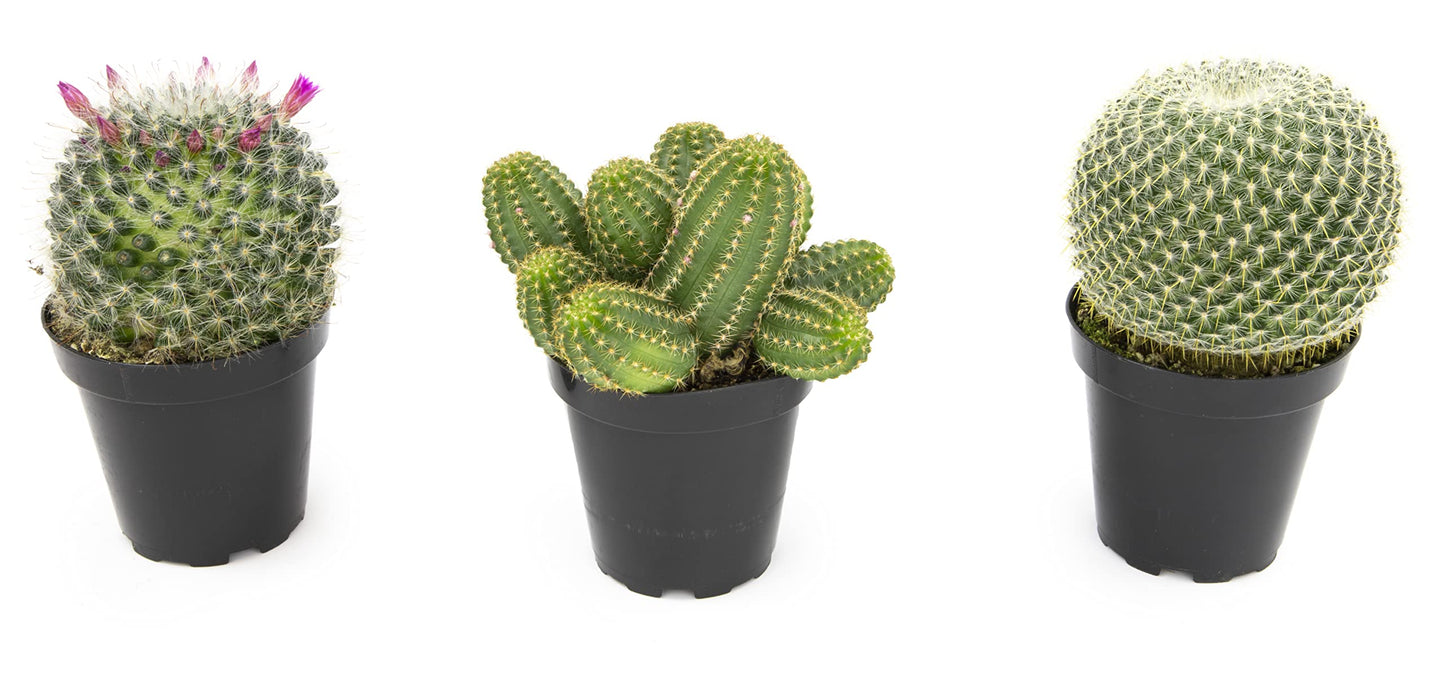 Altman Plants, Assorted Cactus Plants Live Plants (3PK), Cactus Plant Live Succulents Plants Live Cactus Decor, Indoor Plants Live House Plants in Cactus Soil, Live Cacti Plants Live Succulent Plants