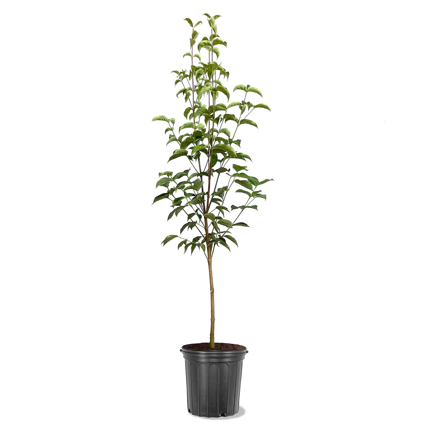 Aurora White Kousa Dogwood Tree, Stunning Bloom Beauty, Year-Round Appeal, 2-3 ft Tree Height, 3 Gallon Nursery Pot (Due to Agricultural Laws, we Cannot Ship to CA, AZ, AK, or HI)