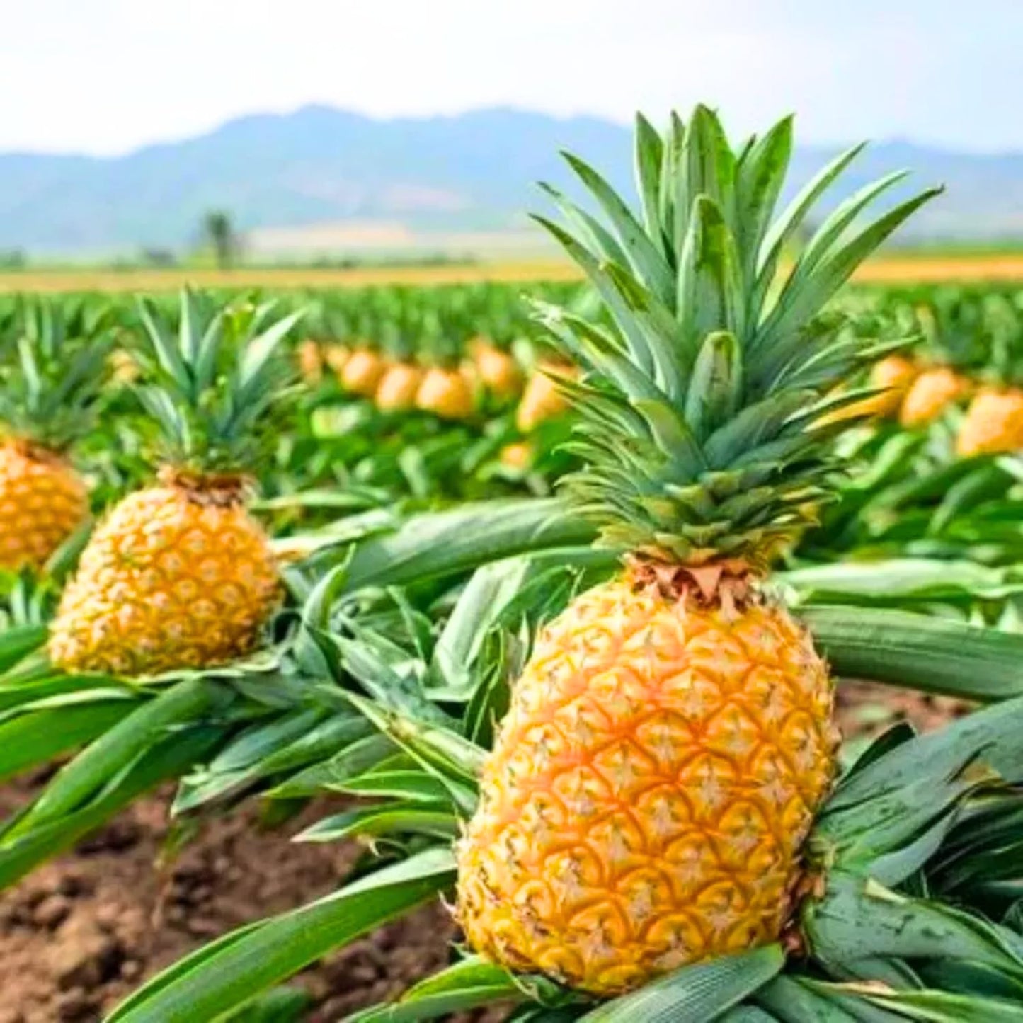 1 Gold Pineapple Plant Live for Planting, Sweet Pineapple Fruit Tree Live Plant 5 to 8 Inch Tall, Pineapple Starter Plants