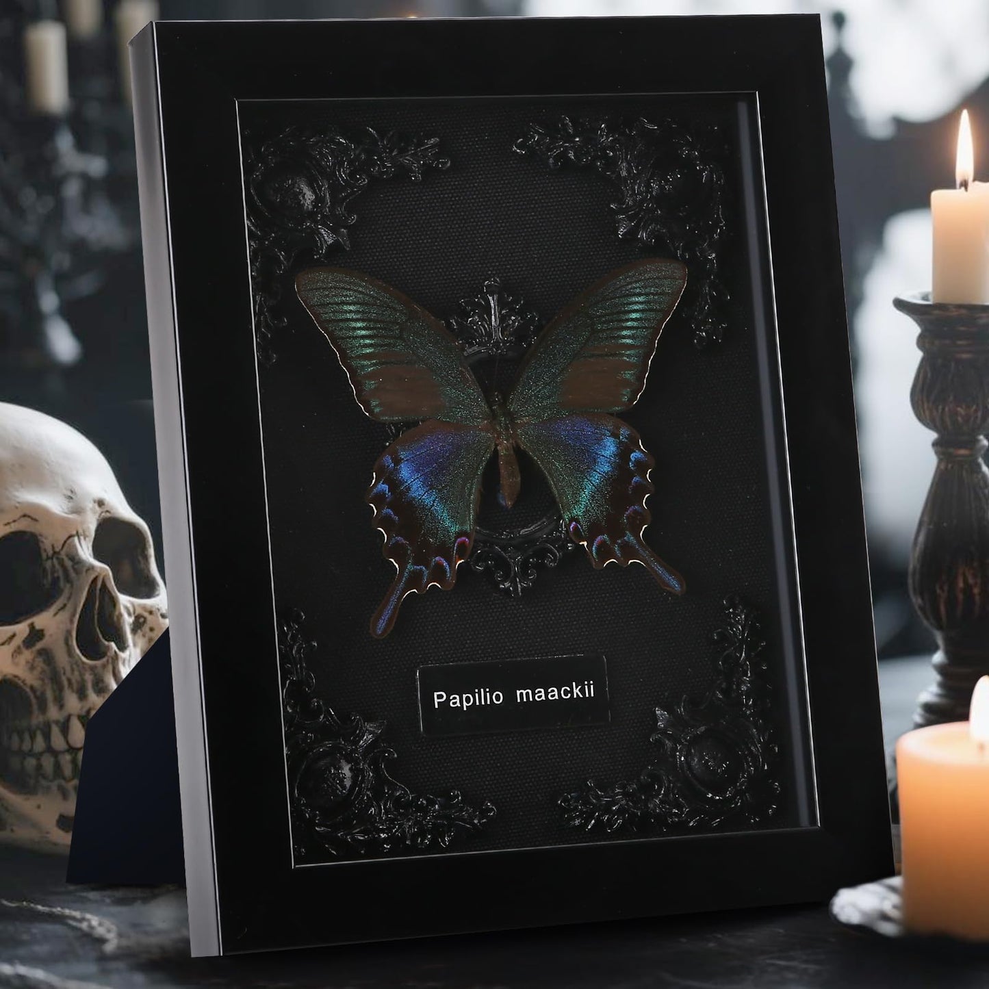 Real Framed Butterfly Taxidermy - Shadow Box, Real Framed Butterfly in a Box for Gothic Home Decor Aesthetic (B_Alpine Black Swallowtail Black Background #1)