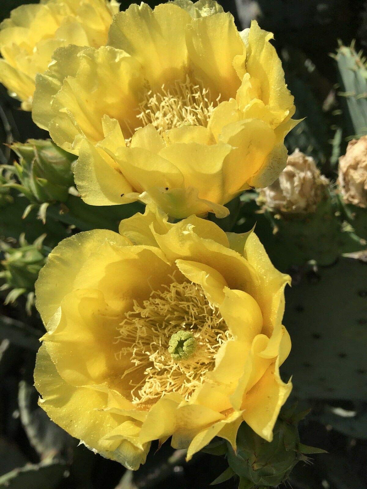 Live Opuntia Prickly Pear Cactus Winter Hardy - One Pad