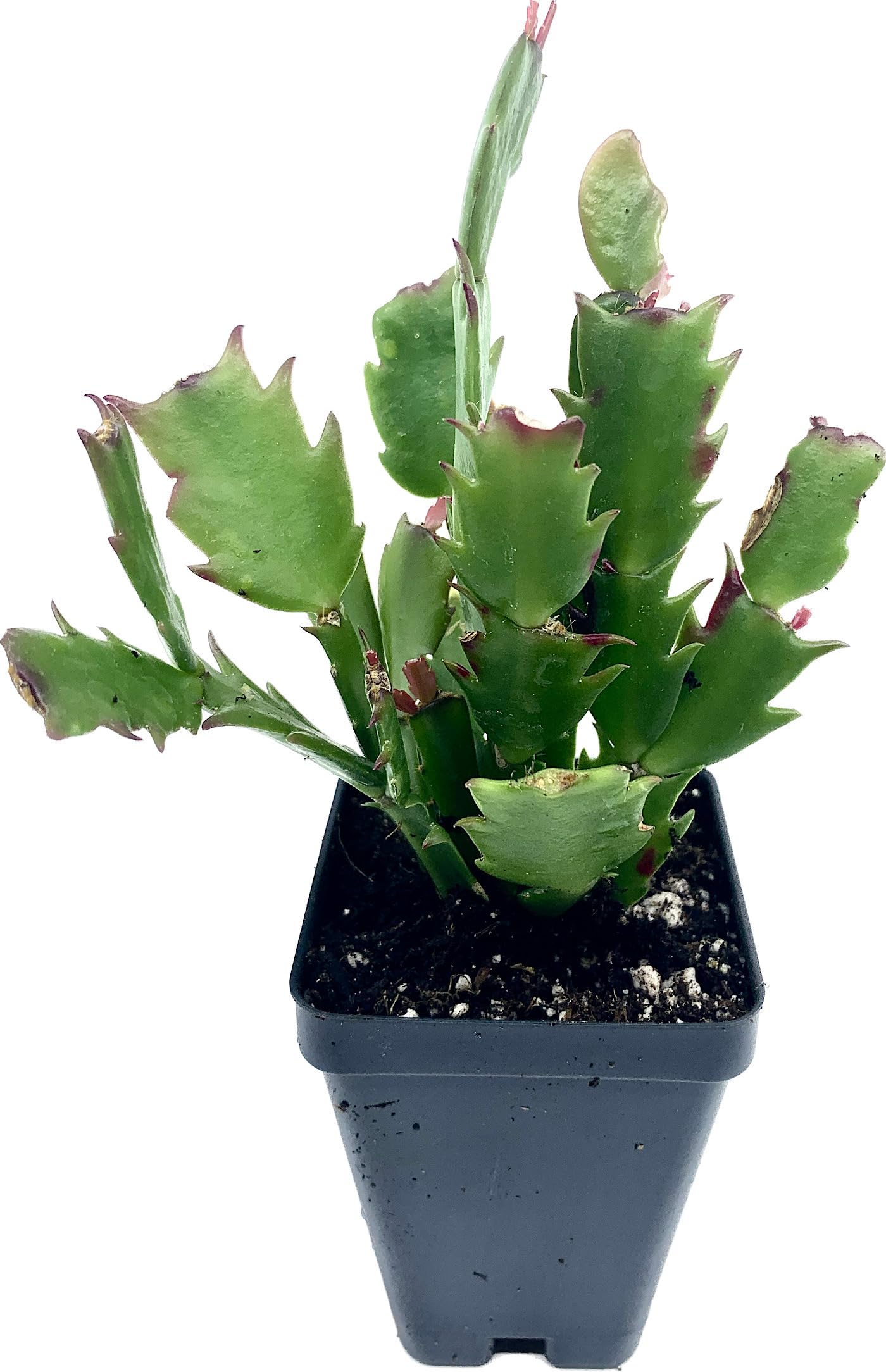 2" Orange Christmas Cactus Live Plant. (Orange)