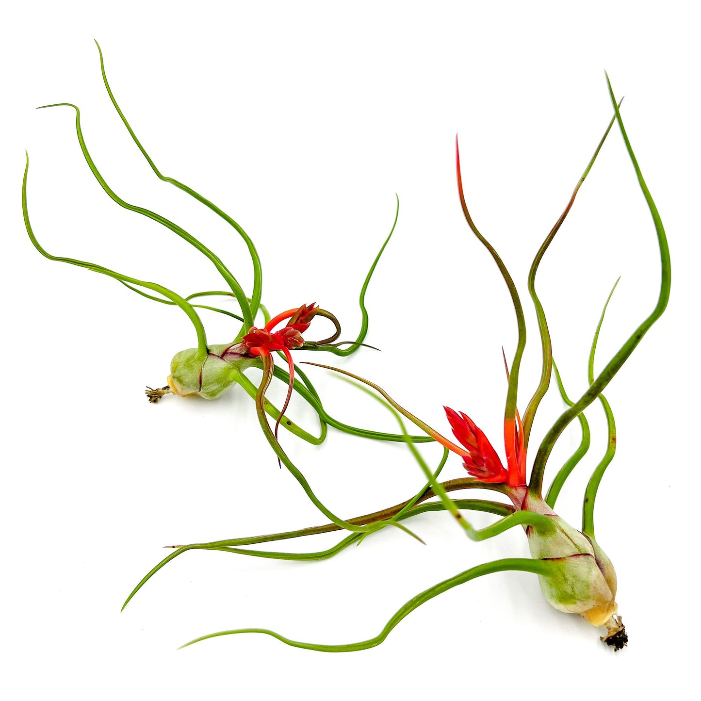 ragnaroc Air Plants - Flowering Tillandsia Bulbosa Belize, Giant 7-9" - 2ct - Live Arrival Guaranteed - House Plants for Home Decor & Gift