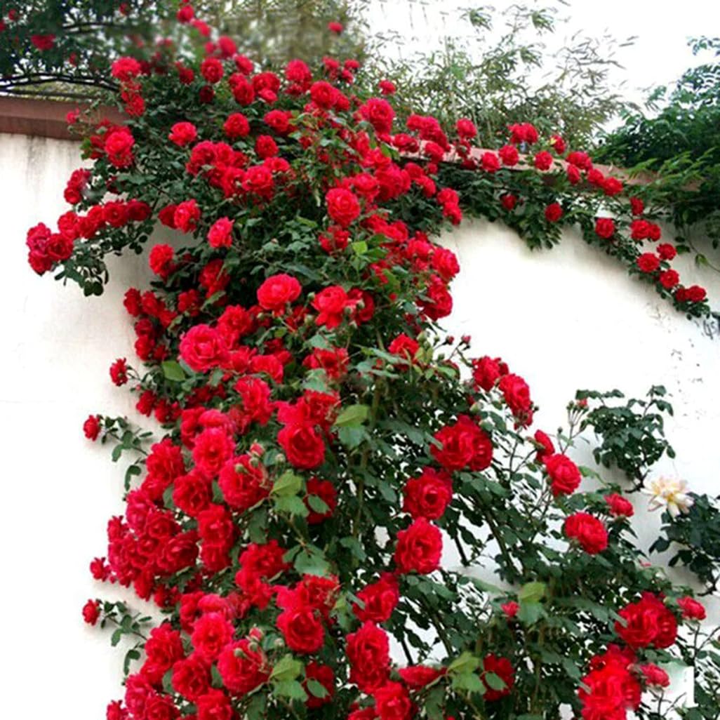 100PCS Red Climbing Rose Seeds Perennial Fragrant Flower Seeds Heirloom
