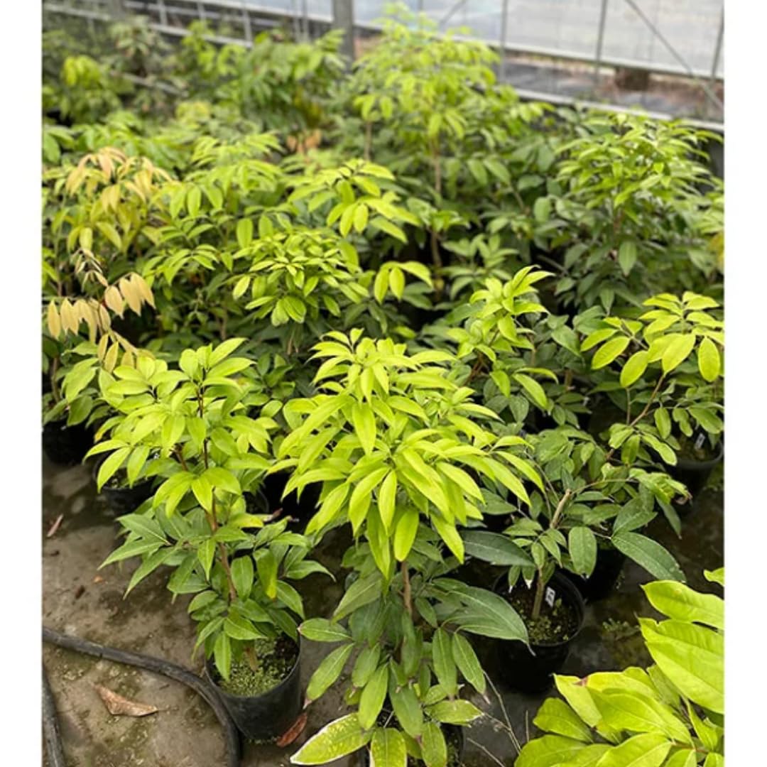 Lychee Fruit Tree Plant, Half Gallon Pot, Lychee Plant Live Sweet Fruit Plant, 10 to 11 Inc Tall