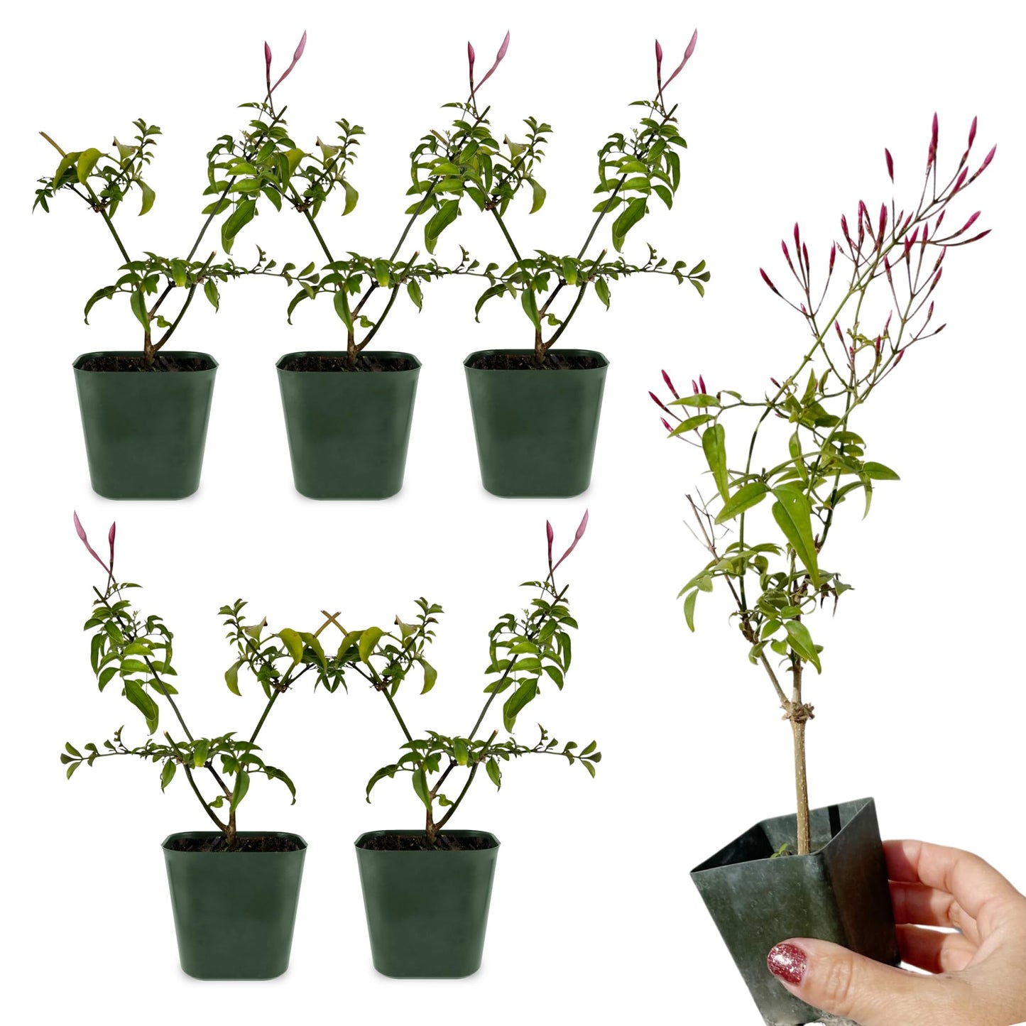 Generic Mini Pink Jasmine Vine, Fragrant and Live Houseplant, 2 Inch Pot, Jasminum Polyanthum (5)