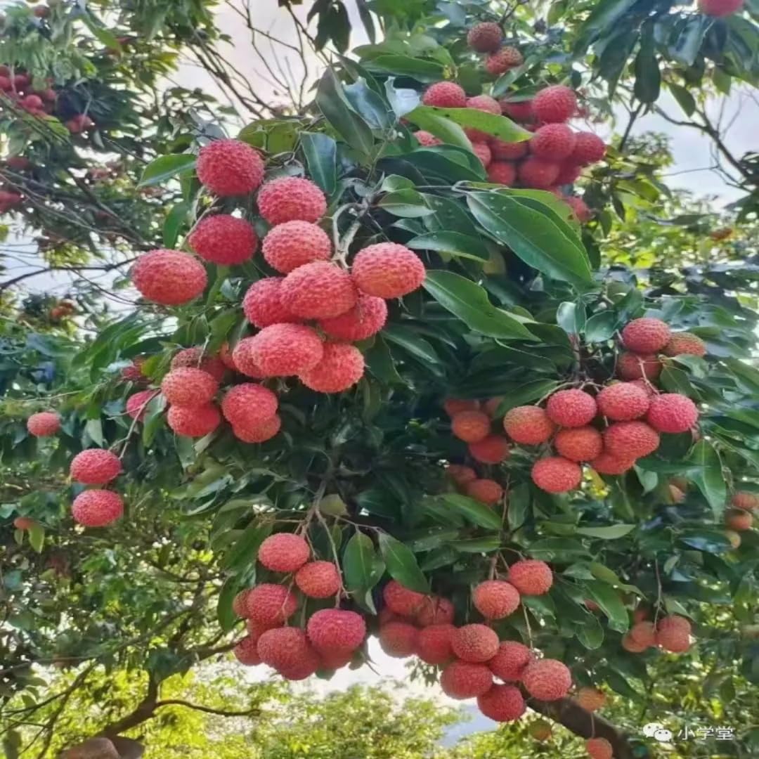 Lychee Fruit Tree Plant, Half Gallon Pot, Lychee Plant Live Sweet Fruit Plant, 10 to 11 Inc Tall