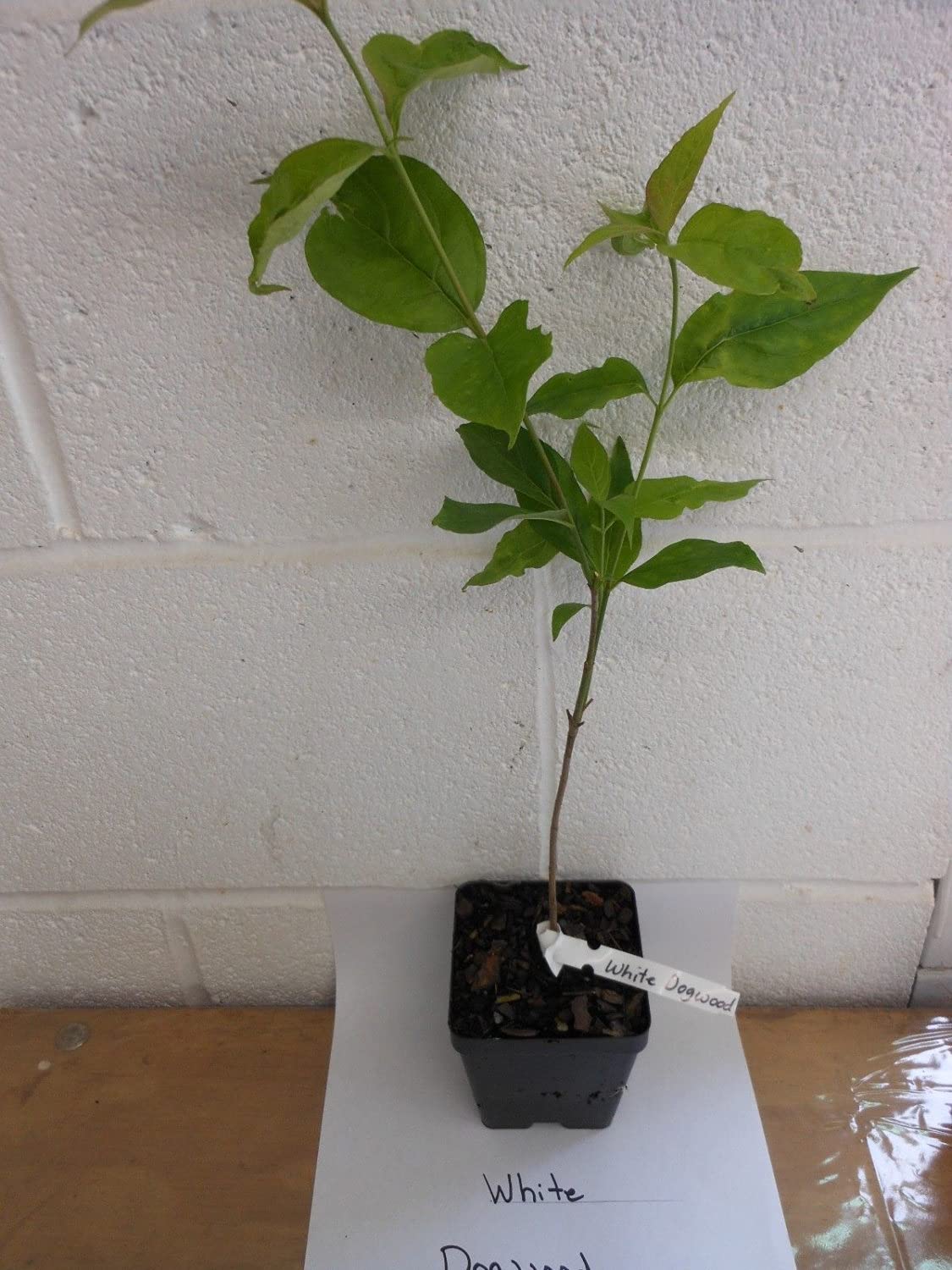 White Flowering Dogwood Tree - 10-16" Tall Live Plant - Quart Pot - Potted Seedling - Cornus Florida - Ready to Plant