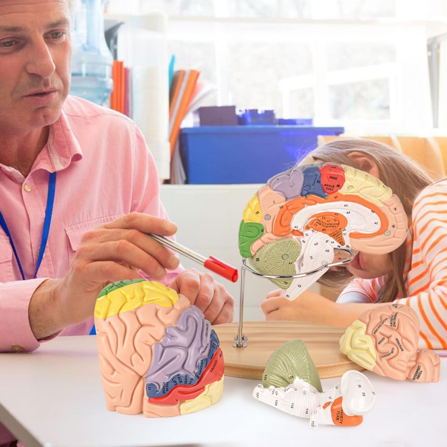 Human Brain Model for Neuroscience, Brain Model Labeled with Study Guide, Anatomy Model for Science Education Study Display