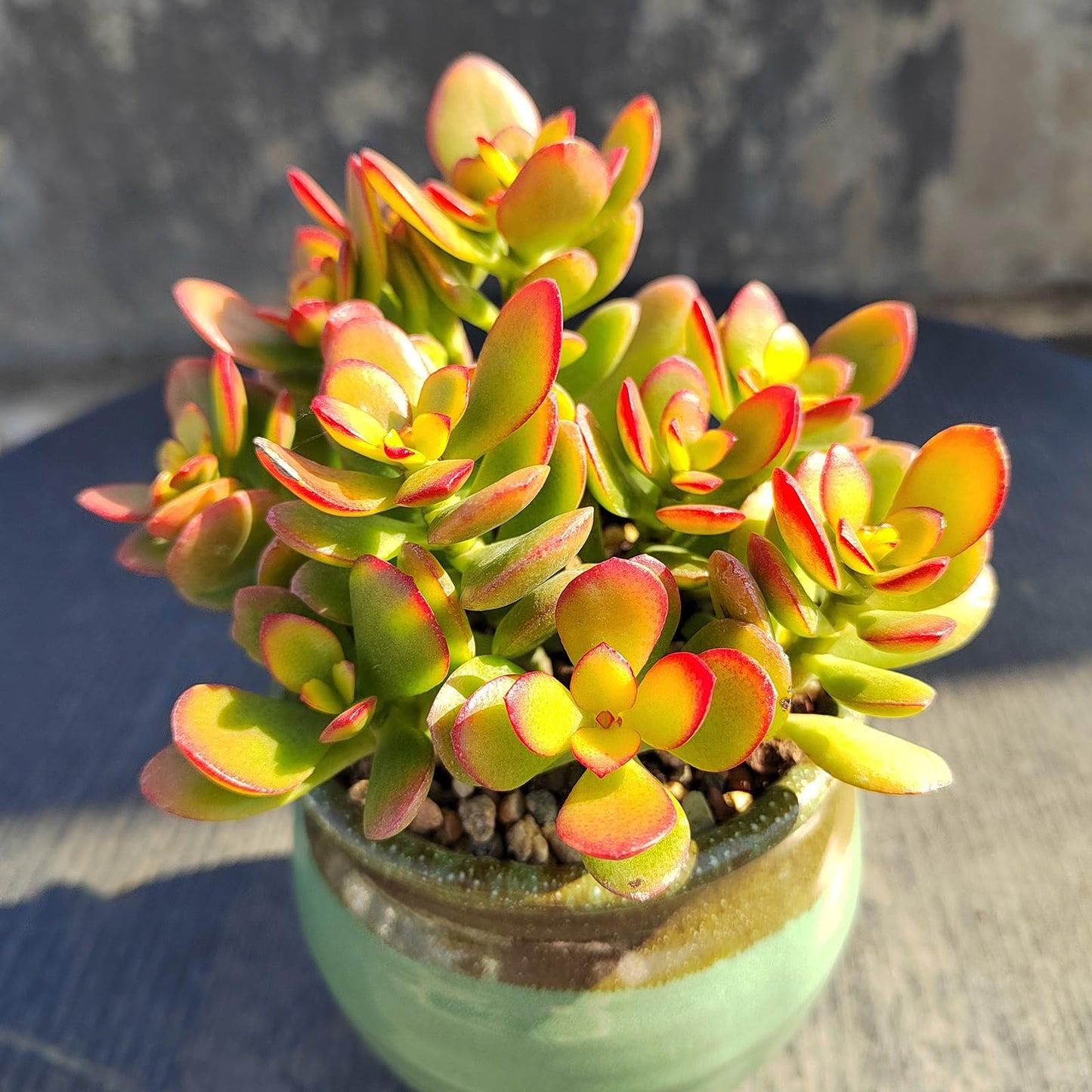 Sprout N Green Dwarf Jade - Crassula Ovata Crosby's Compact, Rare Cute Succulent Plant Fully Rooted in 2" Pot, Easy to Care, Keep Away from Pets