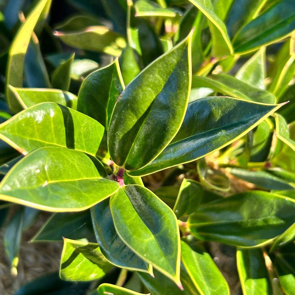 Carissa Holly (3 Gallon) - Evergreen Shrub