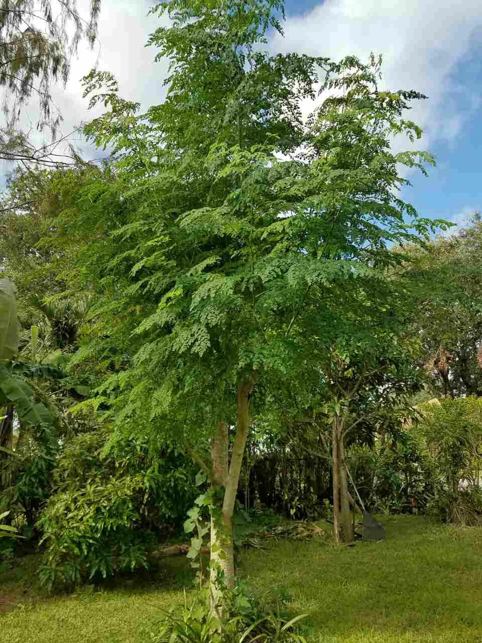 Live Plant - Moringa Oleifera Tree - 6-10" Tall - Drumstick/Horseradish/Benzolive Live Plant