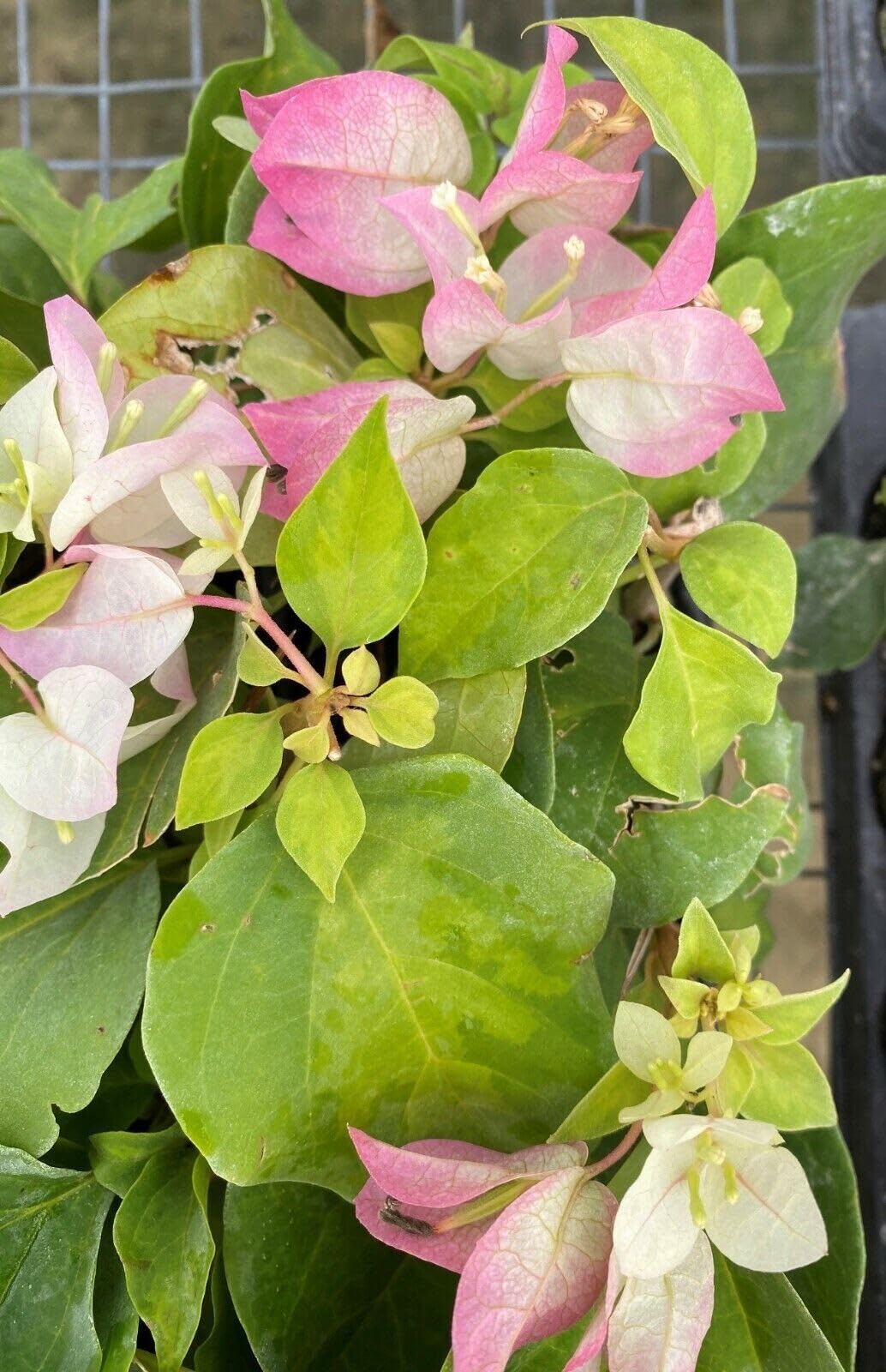 Live Plant - Yani'S Delight Bougainvillea Small Well Rooted Starter Plant