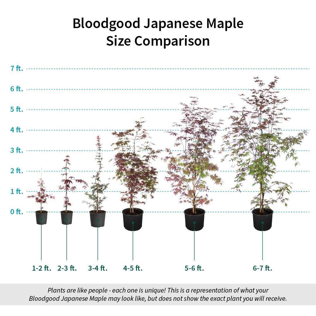 Brighter Blooms - Bloodgood Japanese Maple Tree, 5-6 ft. - No Shipping to AZ
