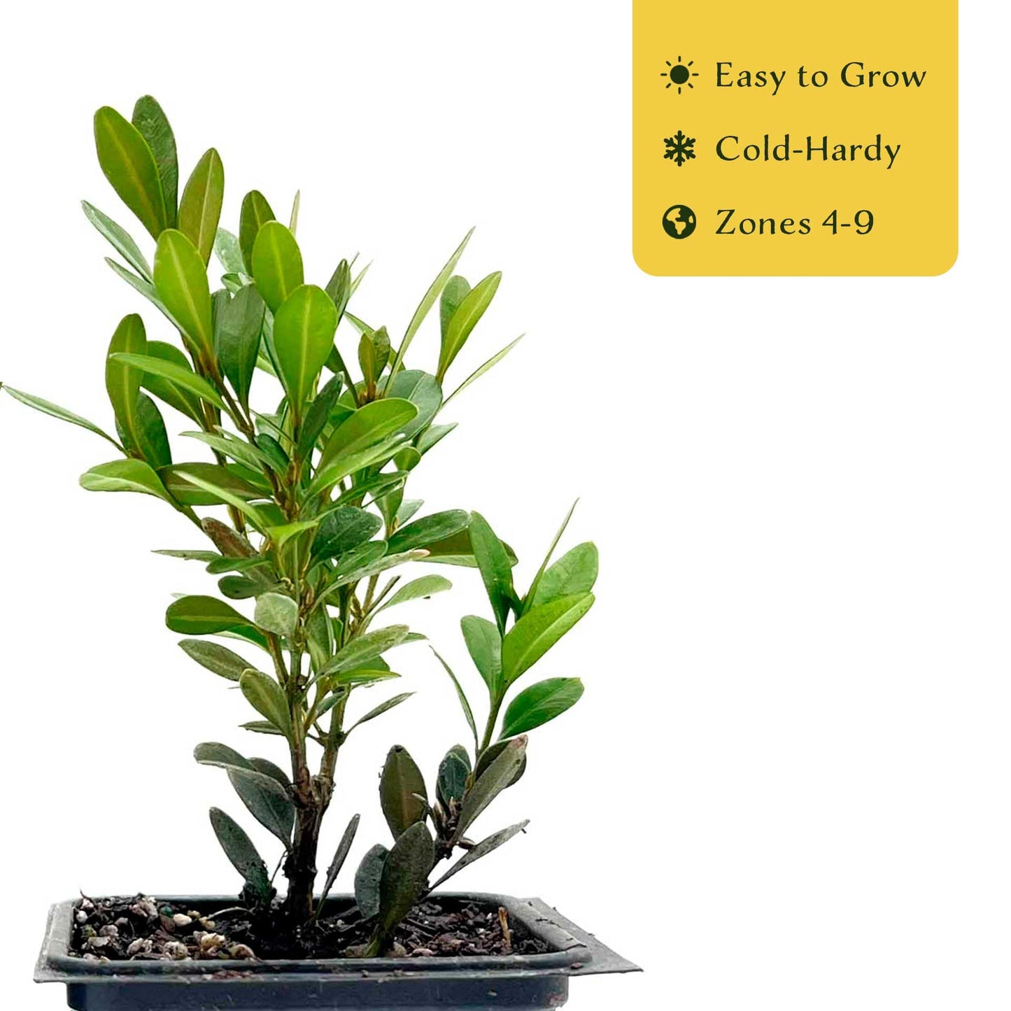 6 Green Gem Boxwood – Compact Rounded Evergreen Shrub for Low Hedges, Borders & Container Planting (Buxus sempervirens ‘Green Gem’) in 3.5″ Cubes, Live Plants