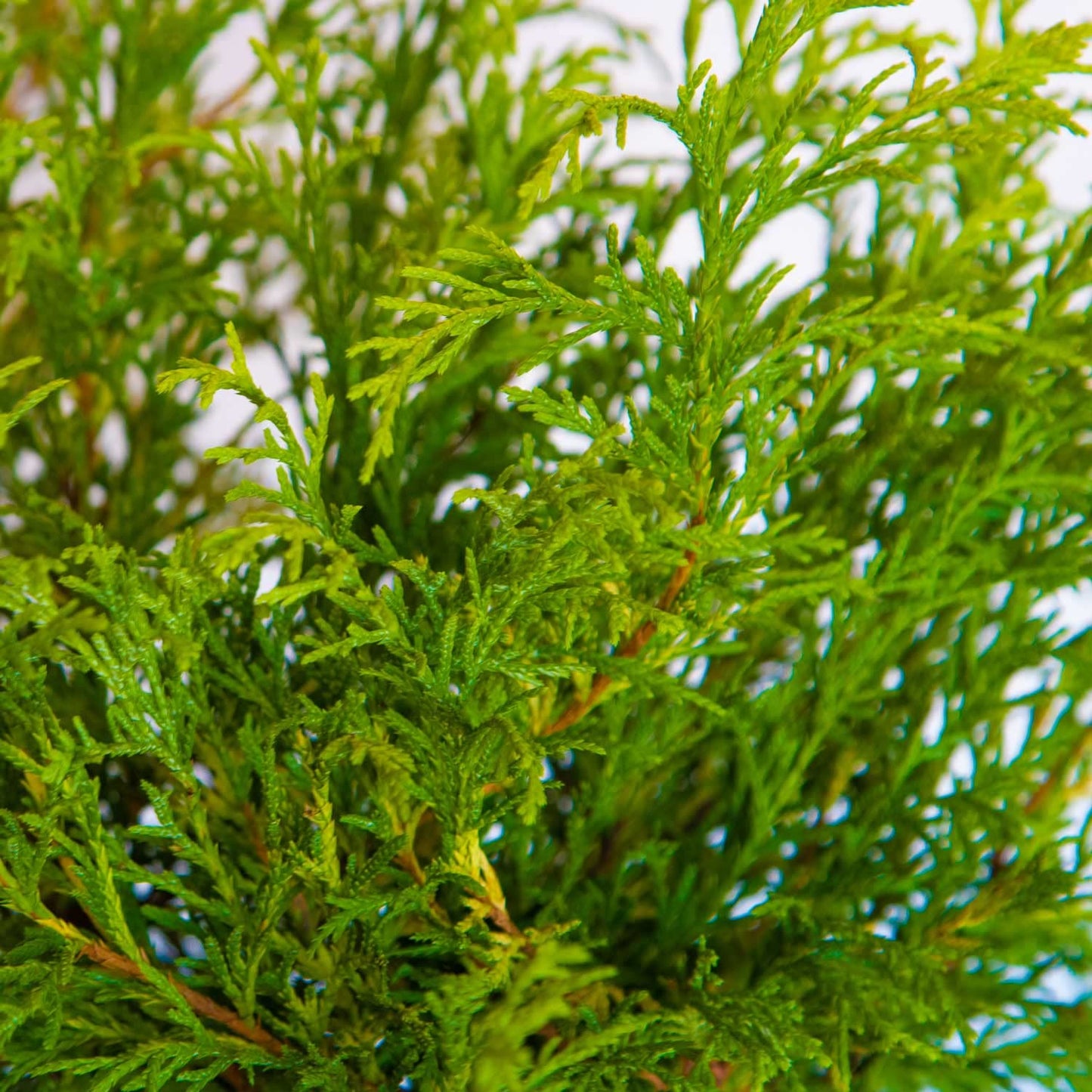 Gold Mop Threadleaf False Cypress (2.5 Quart) Weeping Evergreen Shrub with Yellow Foliage - Japanese Chamaecyparis Pisifera