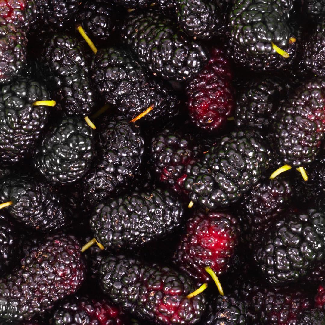Dwarf Mulberry Tree Live Plant, Hardy Well Rooted 4-8'' Tall, Mulberry Fruit Tree for Indoor Outdoor Spring Planting Mulberries