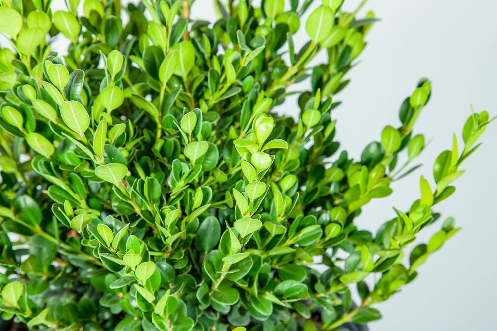 Perfect Plants wintergreen bush boxwood, 1 gallon, Includes Plant Food