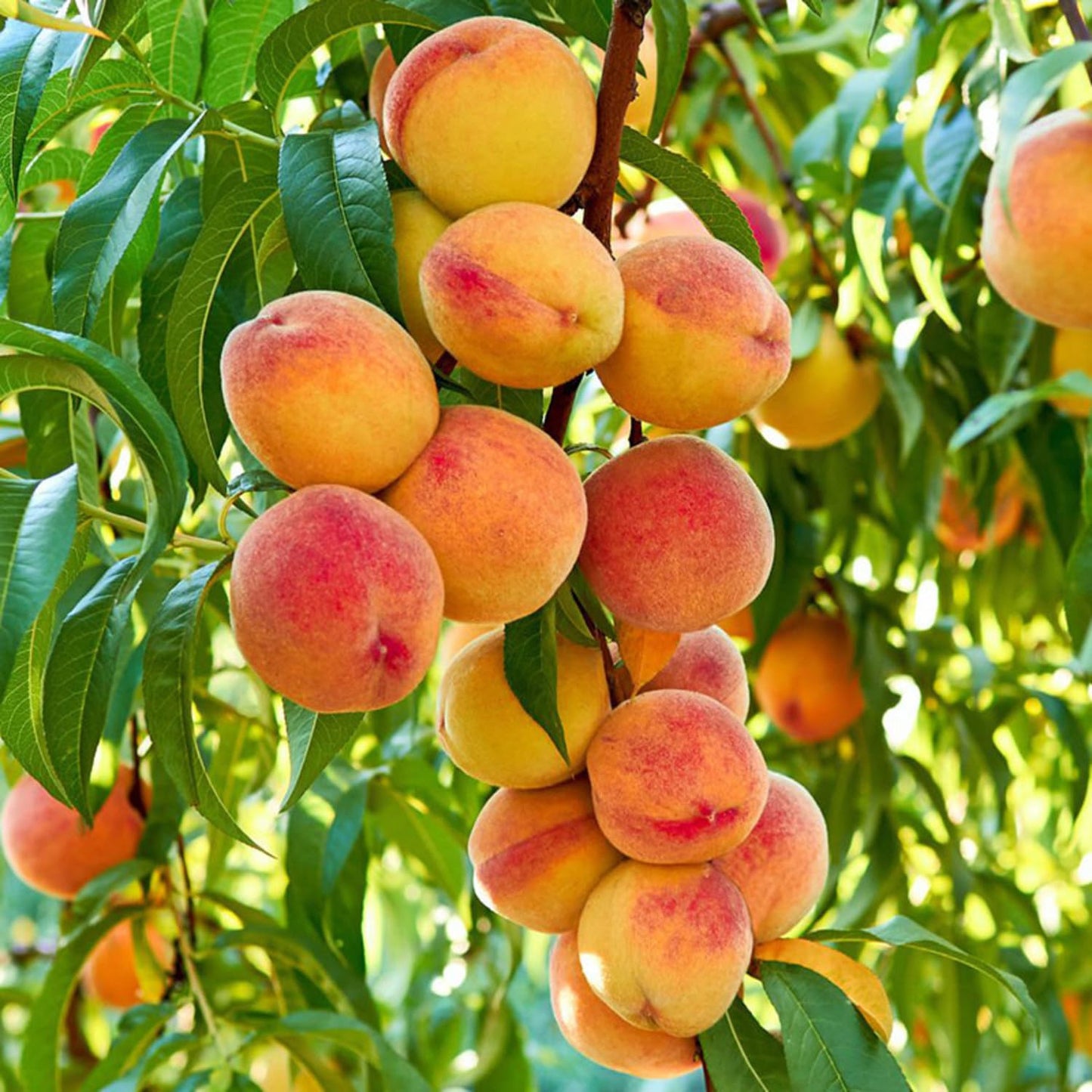 5 Pieces Nemaguard Peach Fruit Tree Seeds for Planting Outdoor- Perennial Non GMO Fruit Seeds Tasty Sweet Great Home Garden Gift