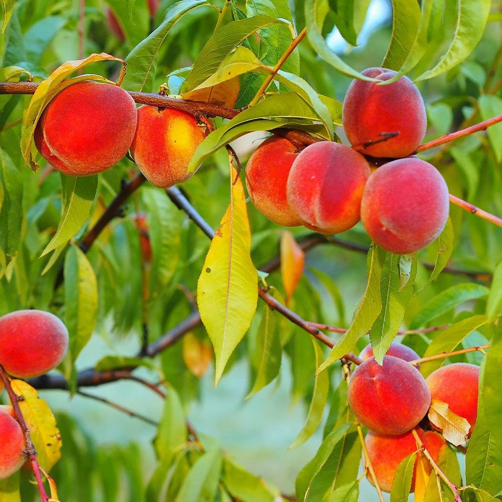 Brighter Blooms - Red Haven Peach Tree, 3-4 ft. - No Shipping to AK, AL, AR, AZ, CA, CO, HI, ID, LA, MS, OR, WA