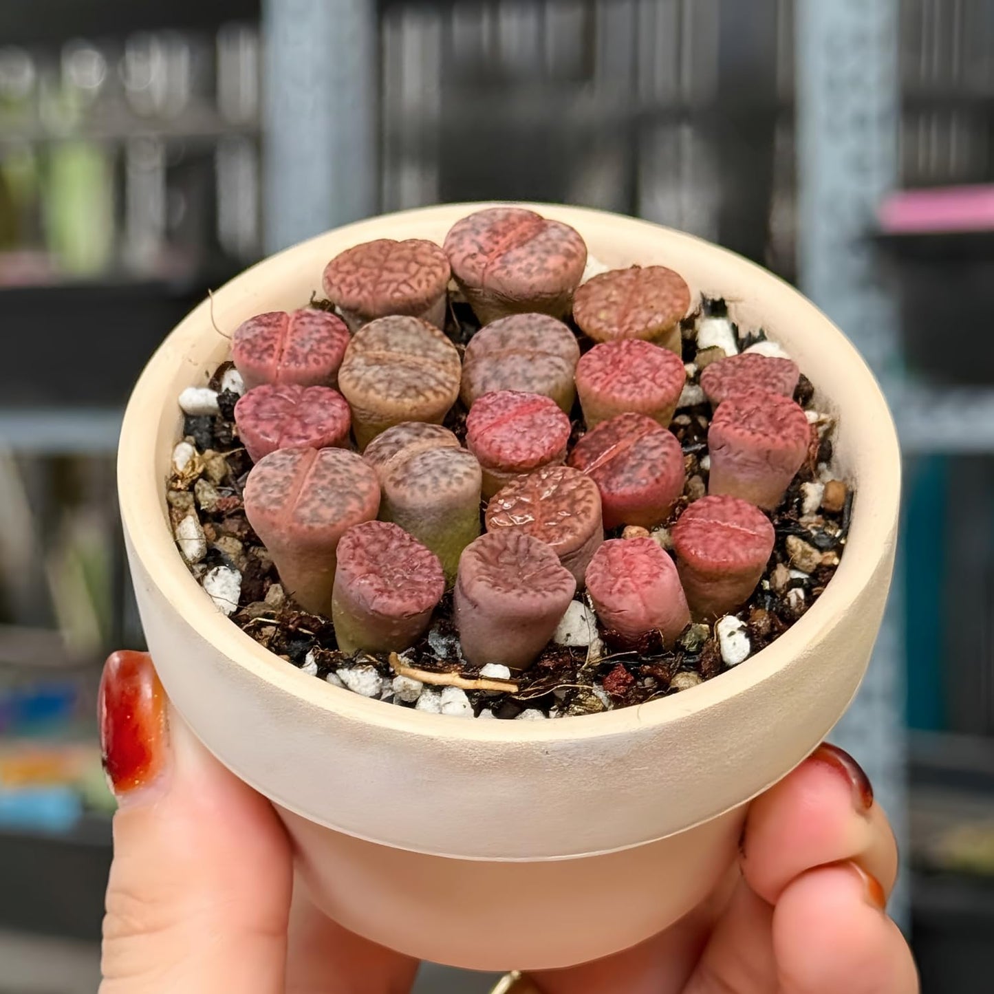 Pack of 30 Live Small Exotic Lithops Live Plants | Perfect for Lithops Starter, Great Terrarium Addition | Bare Root Without Soil or Pot, Easy to Grow and Ideal for Indoor/Outdoor Display