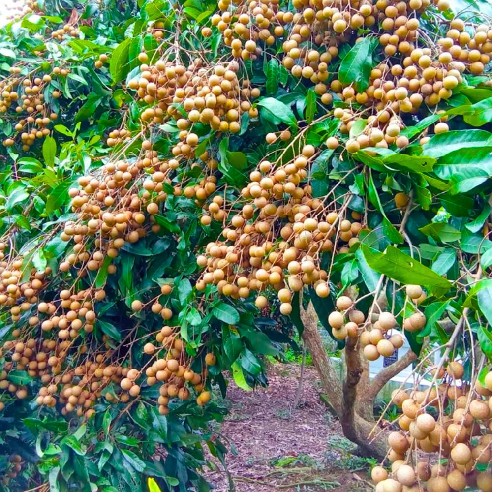 2 Longan Trees Live Plants Tropical Fruit 8-12" Tall Seedling, Zones 9-11