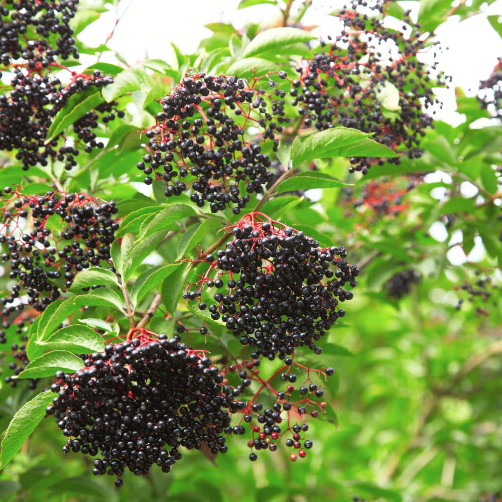 2-Pack Black Elderberry Tree Live Plants | 8-12" Bare Root Seedlings | Fast-Growing Fruit Bearing Shrubs
